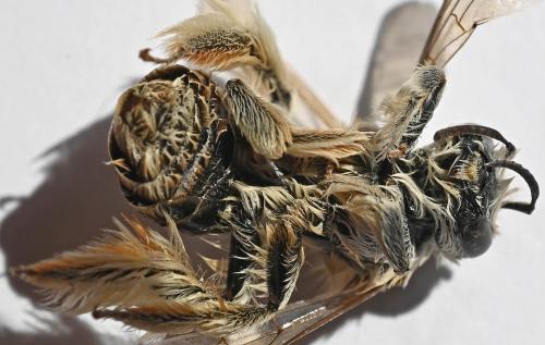Réf. 347 939 : Dasypoda (hirtipes-morawitzi)